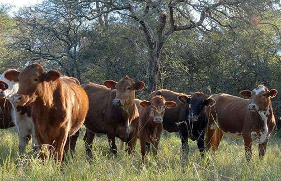 Productores y ambientalistas participarán del taller Manejo de Bosques con Ganadería Integrada