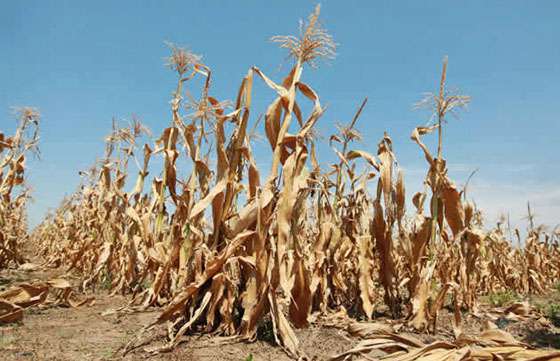 Entró en vigencia el Decreto de Estado Crítico del Sector Agropecuario
