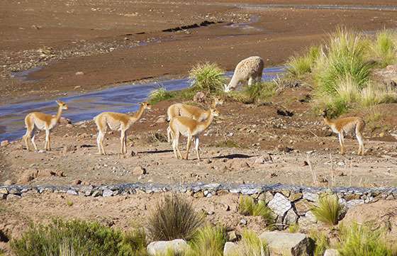 Autoridades provinciales y nacionales analizaron la situación regional de la vicuña