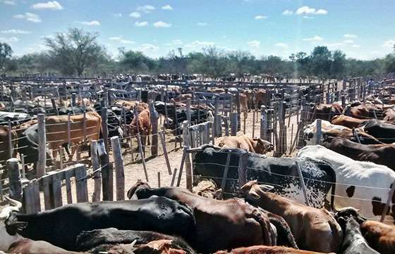 En el 3º Remate de Morillo se vendieron más de 650 animales
