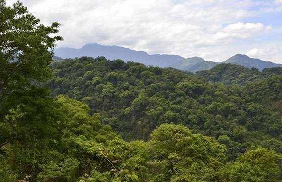 Extienden plazo para presentar planes de manejo y conservación de bosques nativos