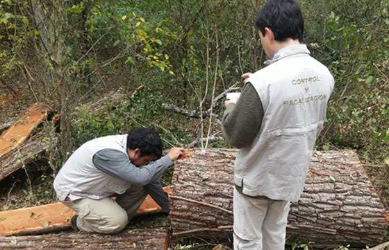 Realizaron controles de extracción de madera en el departamento San Martín