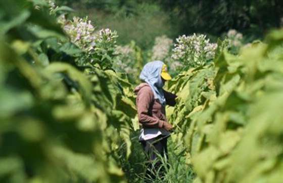 Continúa el pago a los beneficiarios del programa Intercosecha del Tabaco