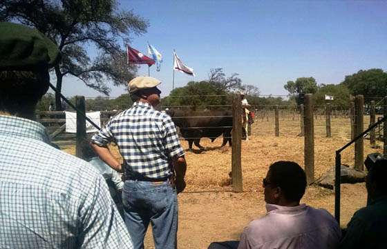 Se realizó el Sexto Remate de la Asociación de Cabañas Salteñas