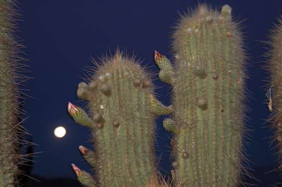 Abren registro para promover el manejo sustentable de cactáceas