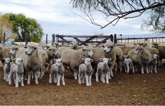 Fomentan las producciones ovina y caprina en la provincia
