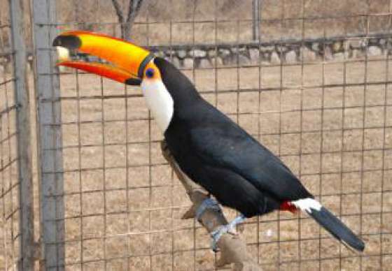 La Provincia avanza en el rescate y rehabilitación de la fauna autóctona 