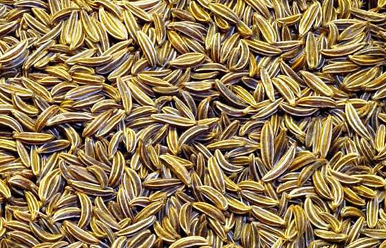 La Provincia presentará en Catamarca resultados del proyecto “Desarrollo Tecnológico de Material Genético de Comino y Anís”