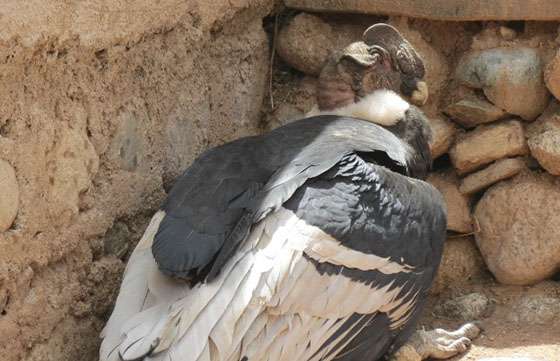 Personal del Ministerio de Ambiente rescató un cóndor en los Valles Calchaquíes