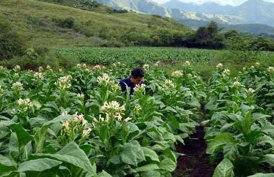Se inicia hoy el pago a los beneficiarios del programa Intercosecha del tabaco
