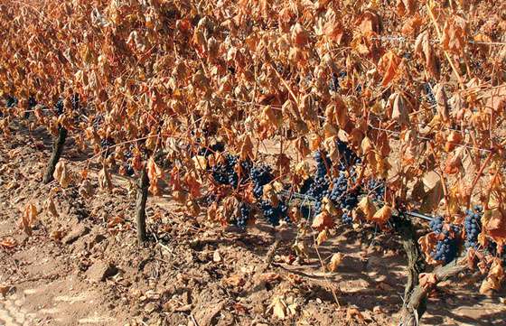 Funcionarios de Ambiente relevaron zonas afectadas por heladas en Cafayate y San Carlos