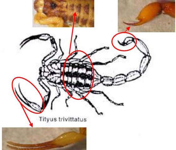Solicitan extremar recaudos para evitar picaduras de alacranes y escorpiones