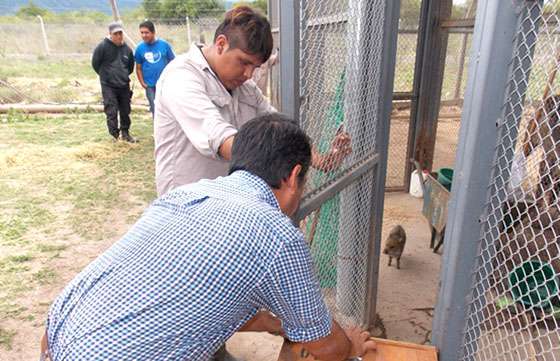 Trasladan ejemplares desde la EFA a los Esteros del Iberá para su liberación
