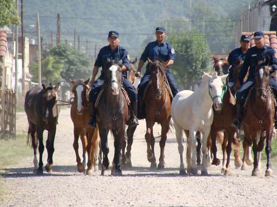 La Policía secuestró más de 200 animales sueltos en la vía pública    