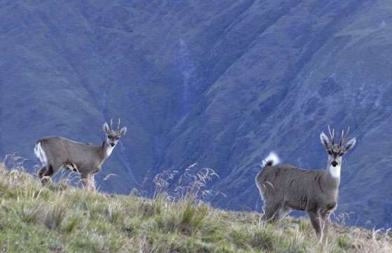 Realizarán un relevamiento de tarucas para impulsar su conservación