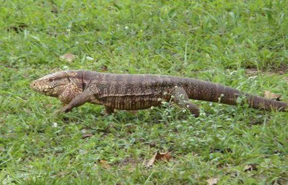 Informan a comunidades sobre el aprovechamiento sustentable de una especie autóctona
