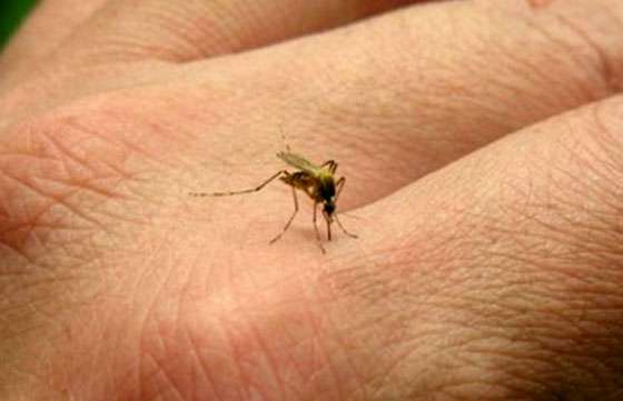 Recomendaciones para viajeros: cómo prevenir Dengue, Chikungunya y Zika