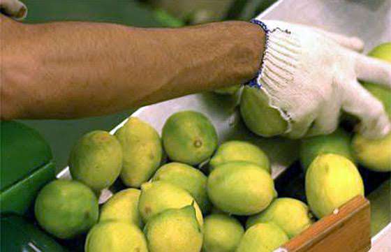 Pagan a beneficiarios del programa Intercosecha