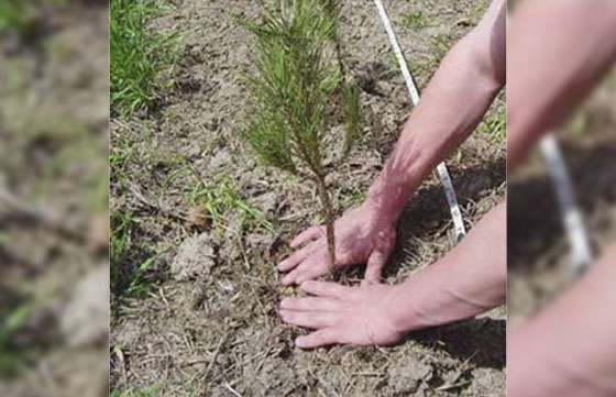 El Gobierno realizará una campaña de forestación junto a los municipios