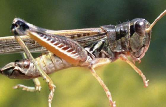Confirman que los insectos que aparecieron en Guachipas no son langostas