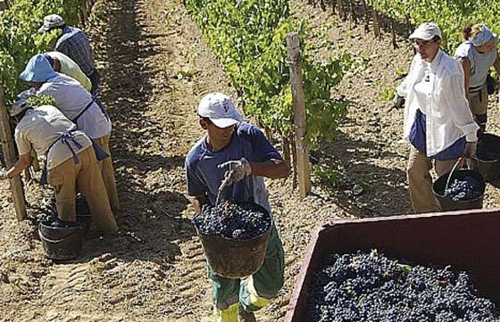 Trabajadores vitivinícolas acordaron un 31% de incremento con mediación del Ministerio de Trabajo