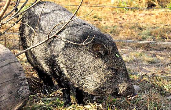 Reinsertaron fauna autóctona a la vida silvestre