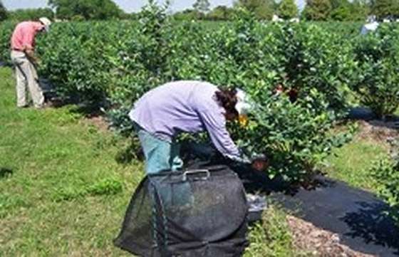 Comienza el operativo de pago de los programas de Intercosecha