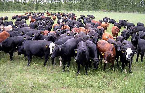 La Provincia mejorará las condiciones producción en los lotes 55 y 14