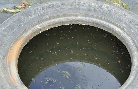 Salud Pública solicita reforzar medidas preventivas contra el Dengue, Chikungunya y Zika