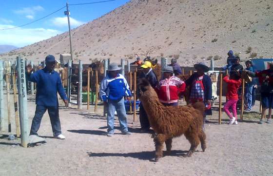 Se realizó la 3ª Feria Ganadera de la Puna