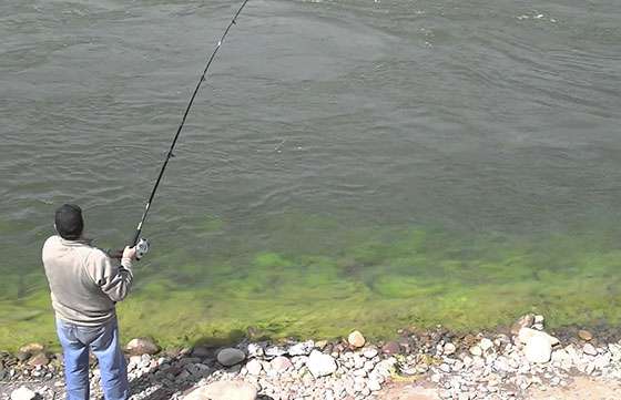 Está habilitada la pesca deportiva en los ríos Juramento y Medina