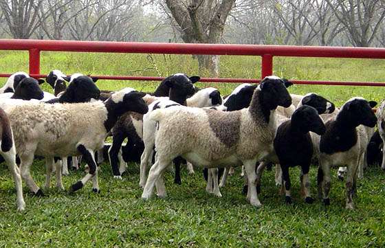 Convocan a presentar proyectos de producción caprina y ovina para acceder a créditos y aportes