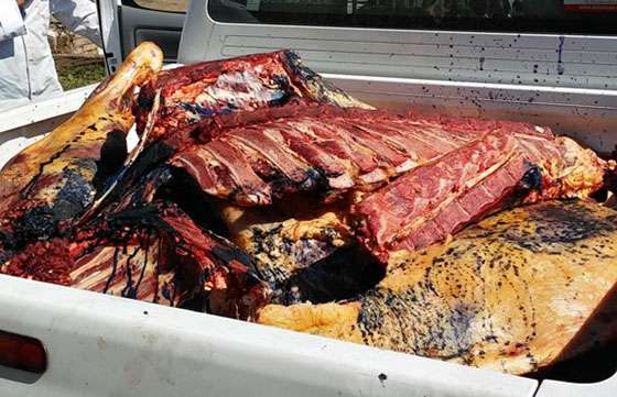 Continúan los decomisos de carne no apta para consumo humano en toda la Provincia