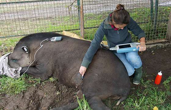 Tapires reciben asistencia en la Estación de Fauna Autóctona