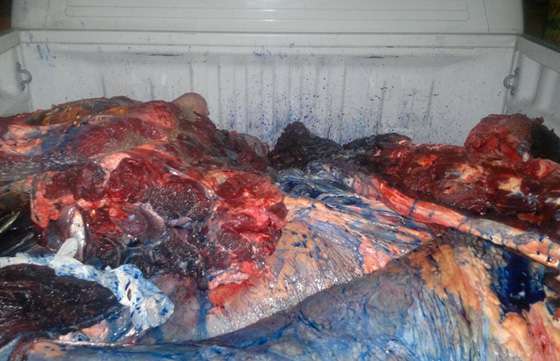 Prosiguen en la provincia los operativos de decomiso de carne no apta para consumo humano
