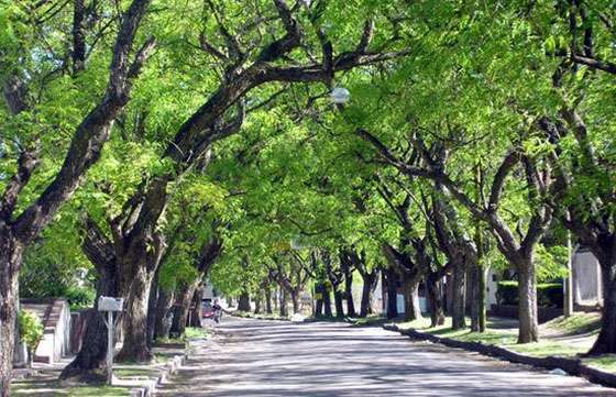 Se realizará hoy la primera Jornada Provincial de Arbolado Urbano