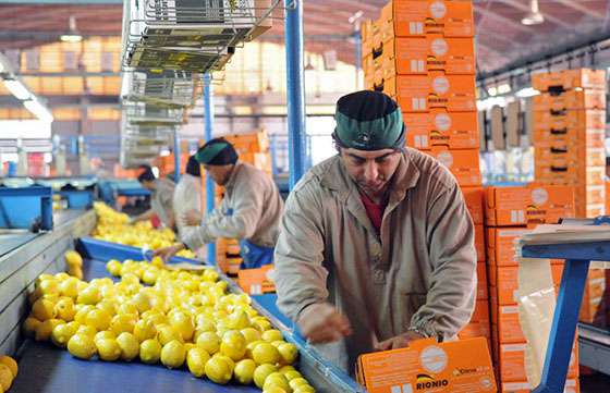 Salta promueve los cuidados fitosanitarios de la producción citrícola