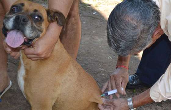 En el programa de Zoonosis continúan disponibles las dosis para la vacunación antirrábica
