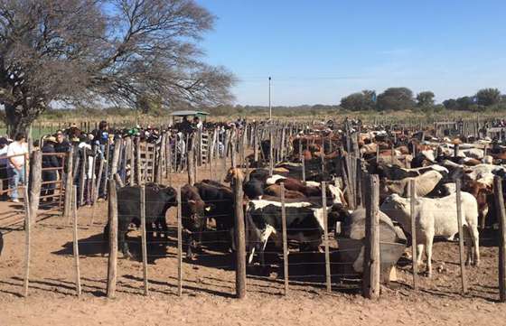 El Gobierno respaldó a pequeños productores en un remate ganadero en J.V. González