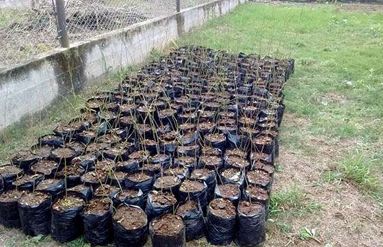 Jóvenes colaboran con planes de forestación