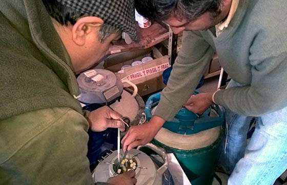 La cuenca lechera recibirá embriones importados para mejoramiento genético