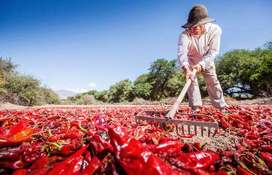 Se presentará hoy la Fiesta Provincial del Pimiento