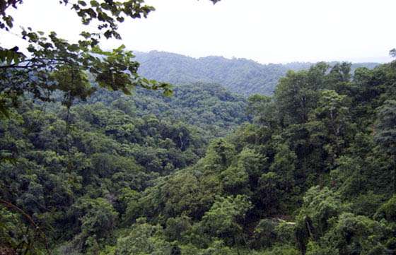Ambiente recibe proyectos de Conservación y Manejo de Bosques Nativos