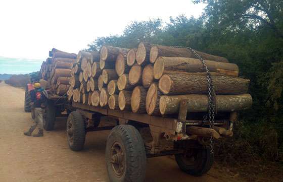 Secuestraron un centenar de piezas de madera en San Martín