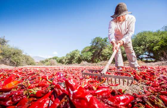En Payogasta se realizará el fin de semana la Fiesta provincial del Pimiento