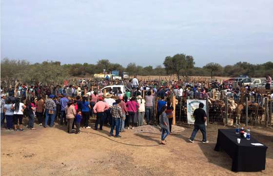 Más de 700 cabezas se vendieron en el primer remate de ganado bovino de Santa Victoria Este