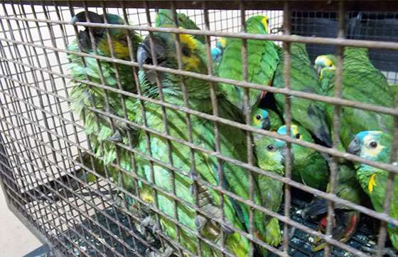 Liberan en su hábitat a las aves secuestradas en Rosario de la Frontera