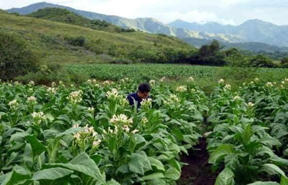 Gestiones para regularizar las remesas del Fondo Especial del Tabaco