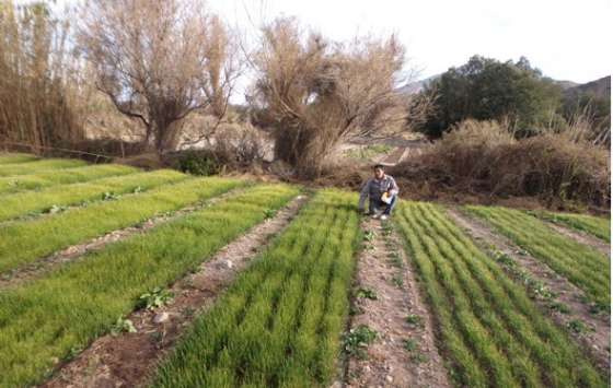 Capacitaron a productores de Cachi sobre desinfección de almácigos
