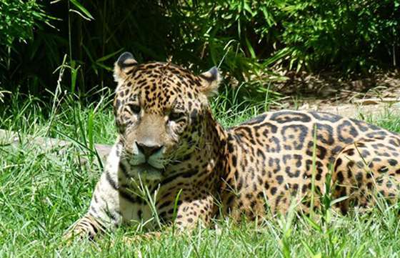 Salta avanza en la conservación del yaguareté